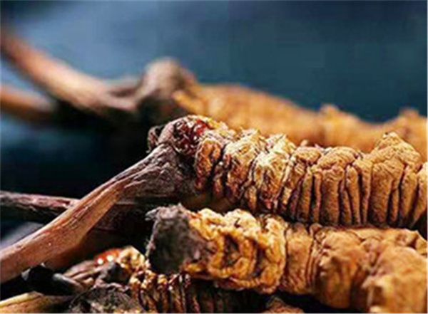 冬蟲夏草吃多了會不會上火？冬蟲夏草是一種溫補的草藥