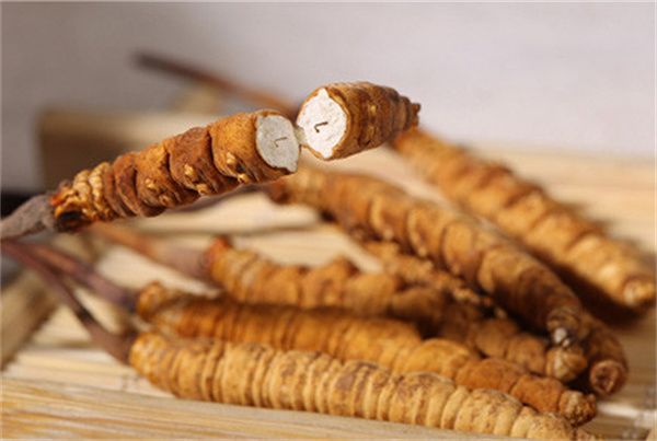 冬蟲(chóng)夏草可以直接食用嗎？直接生吃無(wú)法發(fā)揮冬蟲(chóng)夏草藥理作用