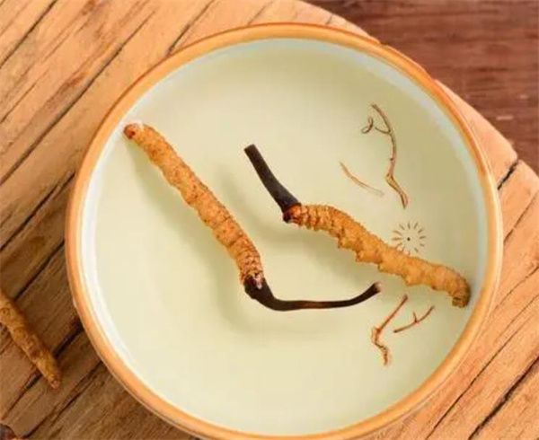 老人怎樣服用冬蟲夏草？