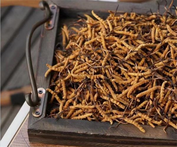 野生冬蟲夏草怎么買？購買野生冬蟲夏草注意事項(xiàng)