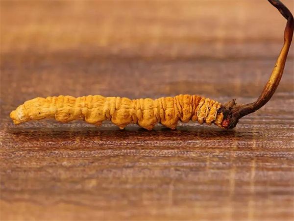 冬蟲夏草一克多少錢 一克冬蟲夏草2023價(jià)格表