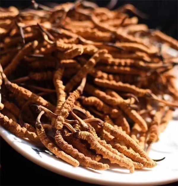 冬蟲夏草和什么一起吃效果好？冬蟲夏草的4種搭配食材