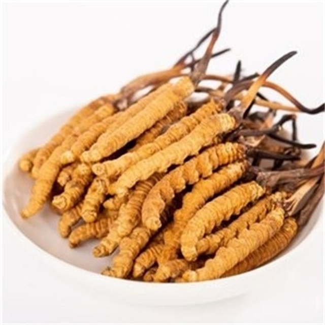 真的冬蟲夏草什么價(jià)格？冬蟲夏草價(jià)格的波動(dòng)與市場(chǎng)影響因素