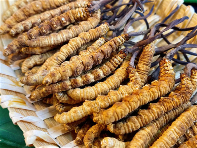 天然冬蟲夏草是怎么形成的？天然冬蟲夏草的形成過程