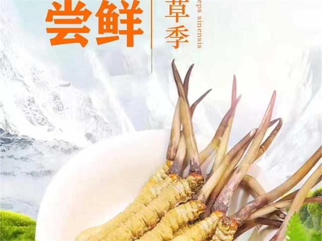 冬蟲夏草可以嫁接嗎？冬蟲夏草的形成過程極為特殊和復(fù)雜