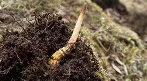 <a href=http://www.yangtenghuanbao.com/xinxian/ target=_blank class=infotextkey>鮮冬蟲(chóng)夏草</a>的多樣食用方法