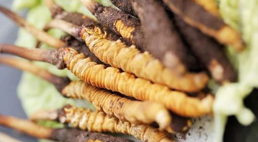 <a href=http://www.yangtenghuanbao.com/xinxian/ target=_blank class=infotextkey>鮮冬蟲夏草</a>功效與食用方法詳解