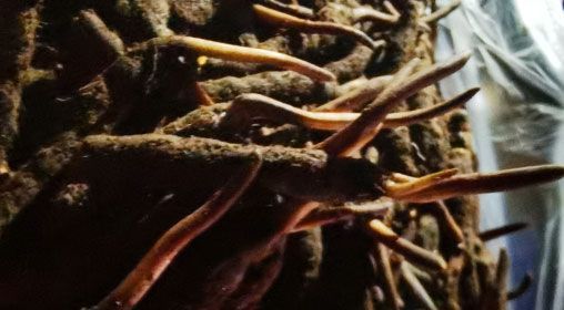 <a href=http://www.yangtenghuanbao.com/xinxian/ target=_blank class=infotextkey>新<a href=http://www.yangtenghuanbao.com/xinxian/ target=_blank class=infotextkey>鮮冬蟲夏草</a></a>的多種食用方法