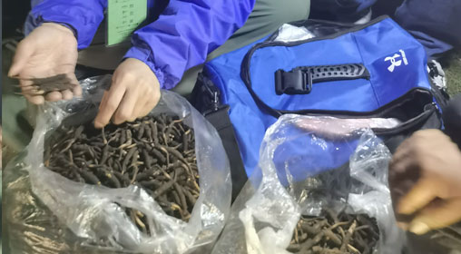新鮮那曲蟲草多少錢一根？揭秘冬蟲夏草的價格密碼