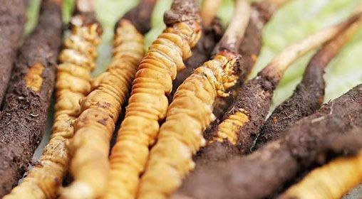 <a href=http://www.yangtenghuanbao.com/xinxian/ target=_blank class=infotextkey>新<a href=http://www.yangtenghuanbao.com/xinxian/ target=_blank class=infotextkey>鮮冬蟲夏草</a></a>怎么洗 