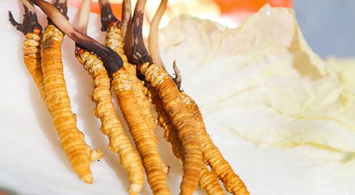 <a href=http://www.yangtenghuanbao.com/xinxian/ target=_blank class=infotextkey>新<a href=http://www.yangtenghuanbao.com/xinxian/ target=_blank class=infotextkey>鮮冬蟲夏草價格</a></a>  