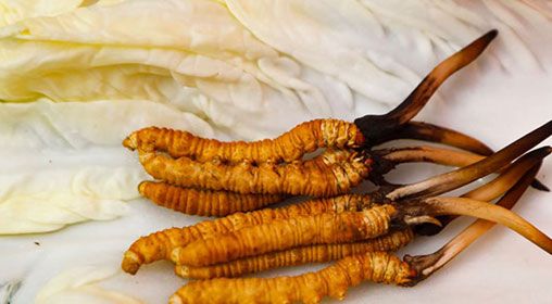 那曲雪域<a href=http://www.yangtenghuanbao.com/xinxian/ target=_blank class=infotextkey>新<a href=http://www.yangtenghuanbao.com/xinxian/ target=_blank class=infotextkey>鮮冬蟲夏草</a></a>