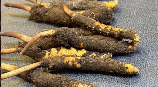 新鮮冬蟲(chóng)夏草壞了：原因、識(shí)別與應(yīng)對(duì)策略