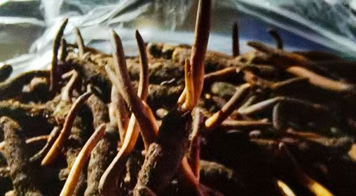 <a href=http://www.yangtenghuanbao.com/xinxian/ target=_blank class=infotextkey>新<a href=http://www.yangtenghuanbao.com/xinxian/ target=_blank class=infotextkey>鮮冬蟲(chóng)夏草</a></a>排骨湯  