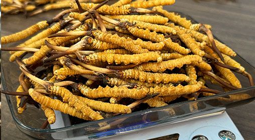 <a href=http://www.yangtenghuanbao.com/s/brxcc target=_blank class=infotextkey>比如縣冬蟲(chóng)夏草</a>新鮮度