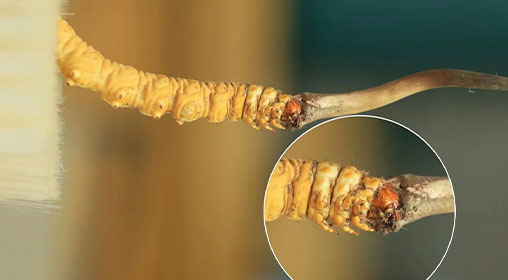 冬蟲夏草新鮮好嗎？解密新鮮蟲草的獨(dú)特價(jià)值