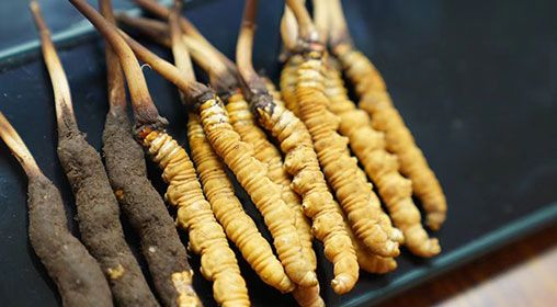 魚翅與<a href=http://www.yangtenghuanbao.com/xinxian/ target=_blank class=infotextkey>新<a href=http://www.yangtenghuanbao.com/xinxian/ target=_blank class=infotextkey>鮮冬蟲夏草</a></a>