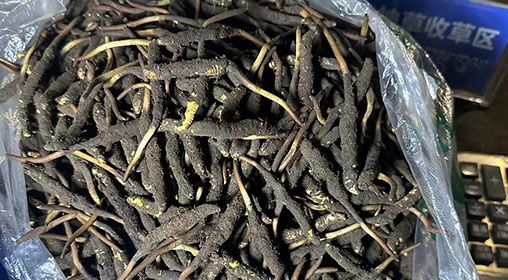 <a href=http://www.yangtenghuanbao.com/xinxian/ target=_blank class=infotextkey>新<a href=http://www.yangtenghuanbao.com/xinxian/ target=_blank class=infotextkey>鮮冬蟲夏草</a></a>出售