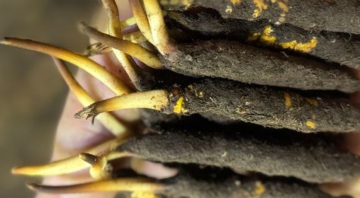 <a href=http://www.yangtenghuanbao.com/xinxian/ target=_blank class=infotextkey>新<a href=http://www.yangtenghuanbao.com/xinxian/ target=_blank class=infotextkey>鮮冬蟲夏草</a></a>晾曬