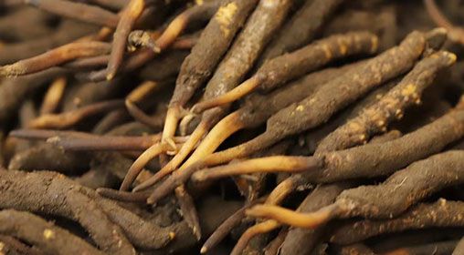 <a href=http://www.yangtenghuanbao.com/xinxian/ target=_blank class=infotextkey>新<a href=http://www.yangtenghuanbao.com/xinxian/ target=_blank class=infotextkey>鮮冬蟲夏草</a></a>品質(zhì)