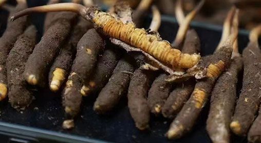 <a href=http://www.yangtenghuanbao.com/xinxian/ target=_blank class=infotextkey>新<a href=http://www.yangtenghuanbao.com/xinxian/ target=_blank class=infotextkey>鮮冬蟲夏草</a></a>發(fā)貨