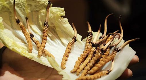 冷藏<a href=http://www.yangtenghuanbao.com/xinxian/ target=_blank class=infotextkey>新<a href=http://www.yangtenghuanbao.com/xinxian/ target=_blank class=infotextkey>鮮冬蟲(chóng)夏草</a></a>   