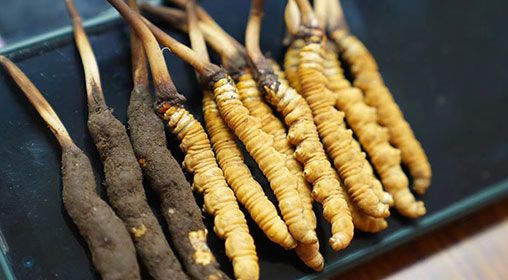 <a href=http://www.yangtenghuanbao.com/xinxian/ target=_blank class=infotextkey>新<a href=http://www.yangtenghuanbao.com/xinxian/ target=_blank class=infotextkey>鮮冬蟲夏草</a></a>做菜