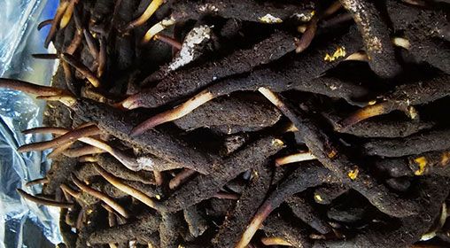 <a href=http://www.yangtenghuanbao.com/xinxian/ target=_blank class=infotextkey>新<a href=http://www.yangtenghuanbao.com/xinxian/ target=_blank class=infotextkey>鮮冬蟲夏草</a></a>產(chǎn)地