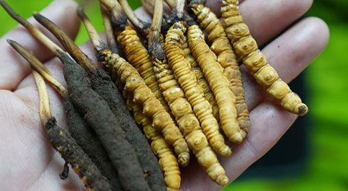 <a href=http://www.yangtenghuanbao.com/xinxian/ target=_blank class=infotextkey>新<a href=http://www.yangtenghuanbao.com/xinxian/ target=_blank class=infotextkey>鮮冬蟲夏草</a></a>服用