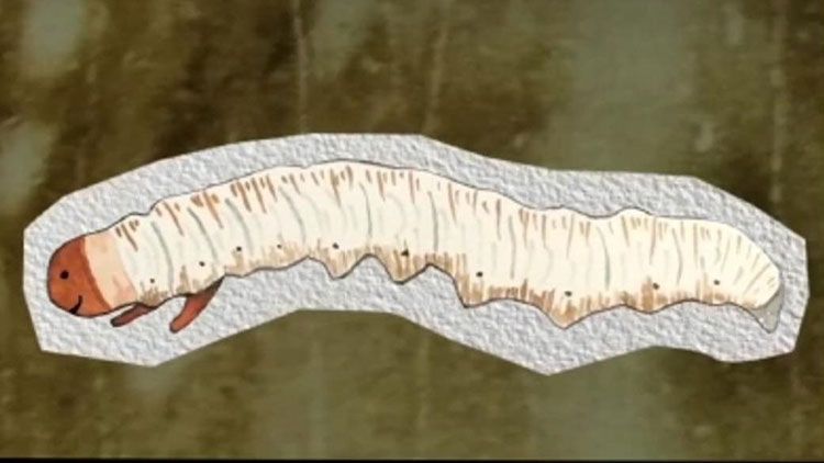 蟲(chóng)草的種類(lèi)大全:探秘真菌界的奇妙世界