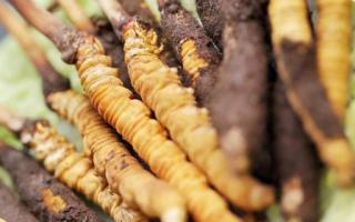 如何鑒別真假蟲(chóng)草？教你幾招！