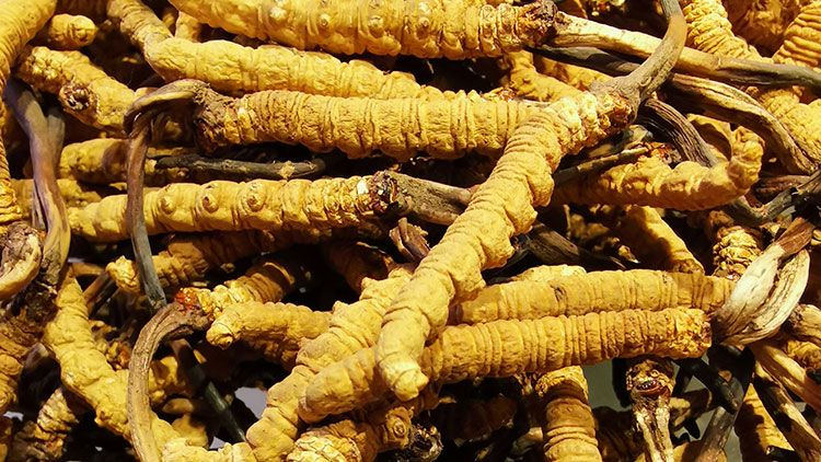 冬蟲夏草是什么味道？揭秘“軟黃金”的獨特風(fēng)味