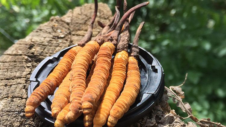 哪個牌子的冬蟲夏草好？2024年權(quán)威選購指南