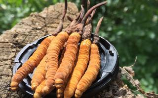 哪個牌子的冬蟲夏草好？2024年權(quán)威選購指南