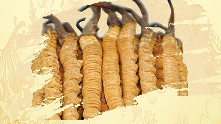 冬蟲(chóng)夏草御寒效果好嗎？科學(xué)解讀其抗寒機(jī)制