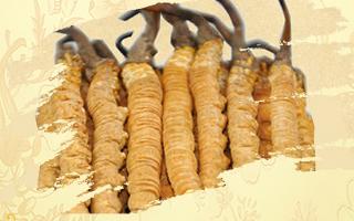 冬蟲(chóng)夏草御寒效果好嗎？科學(xué)解讀其抗寒機(jī)制