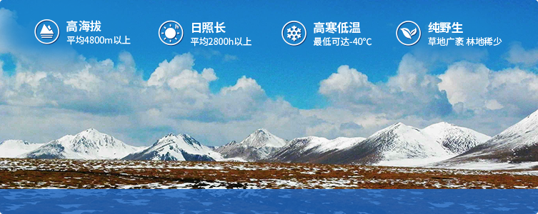 為什么說(shuō)西藏那曲的冬蟲(chóng)夏草，是品質(zhì)最好的蟲(chóng)草！