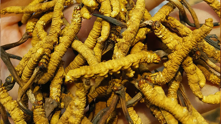 冬蟲夏草對寶媽有好處嗎