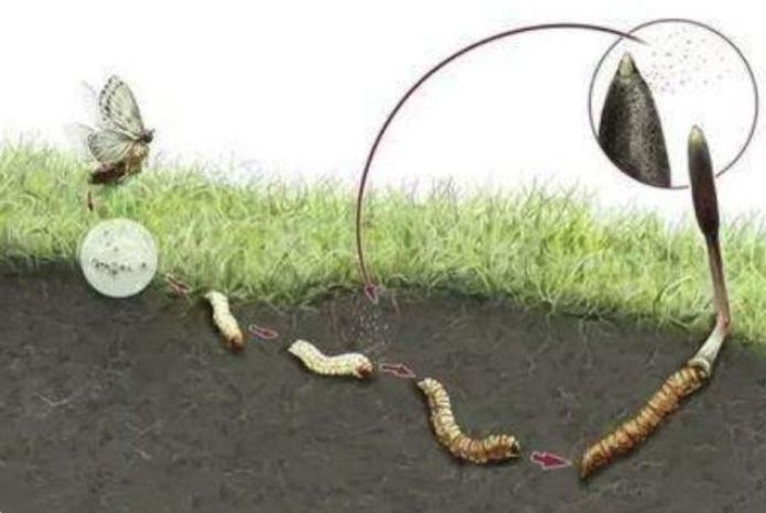 探秘冬蟲(chóng)夏草的形成之旅