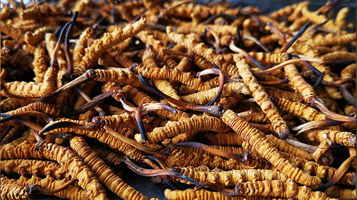 <a href=http://www.yangtenghuanbao.com/xinxian/ target=_blank class=infotextkey>新<a href=http://www.yangtenghuanbao.com/xinxian/ target=_blank class=infotextkey>鮮冬蟲夏草</a></a>曬干全攻略：留住營養(yǎng)的科學方法