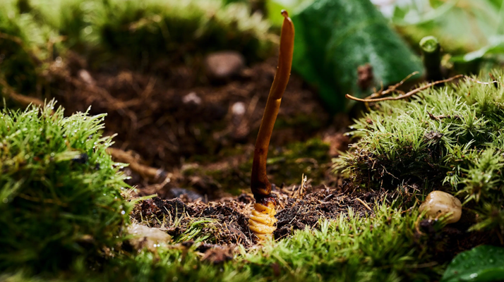 探秘 2024 年野生<a href=http://www.yangtenghuanbao.com/xinxian/ target=_blank class=infotextkey>新<a href=http://www.yangtenghuanbao.com/xinxian/ target=_blank class=infotextkey>鮮冬蟲夏草</a></a>