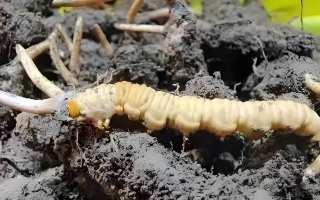冬蟲夏草鮮草與干草的差異解析：不同形態(tài)，別樣價值