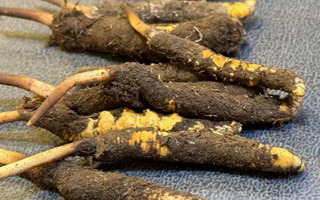 冬蟲夏草鮮草怎么吃？科學用量指南