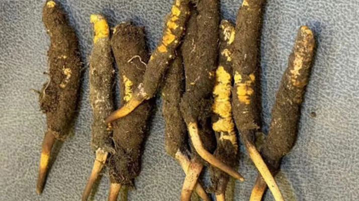 探秘那曲<a href=http://www.yangtenghuanbao.com/xinxian/ target=_blank class=infotextkey>鮮冬蟲夏草</a>的神奇功效