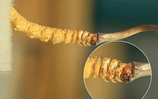 哪里能買到新鮮的冬蟲夏草？這幾個渠道要知道