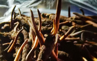 吃鮮的冬蟲(chóng)夏草會(huì)上火嗎？一文說(shuō)清