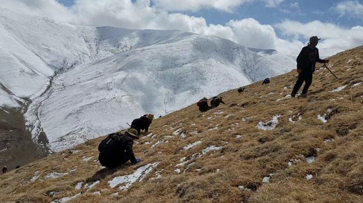 采挖新鮮冬蟲夏草合法嗎？