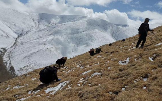 采挖新鮮冬蟲夏草合法嗎？