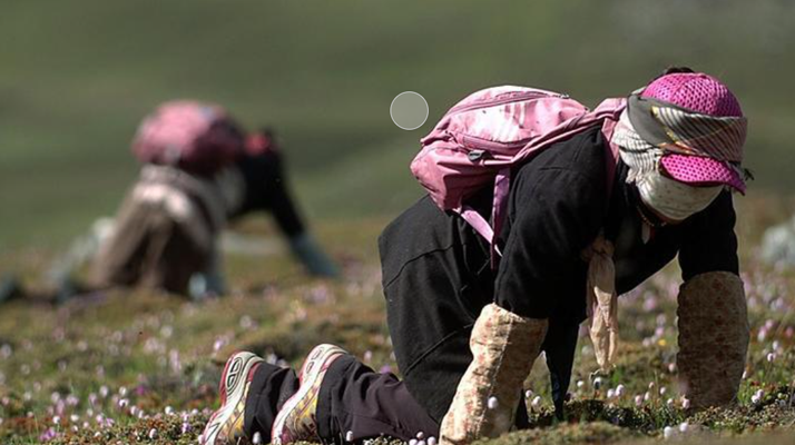 西藏<a href=http://www.yangtenghuanbao.com/xinxian/ target=_blank class=infotextkey>新<a href=http://www.yangtenghuanbao.com/xinxian/ target=_blank class=infotextkey>鮮冬蟲夏草</a></a>:雪域高原的神奇饋贈