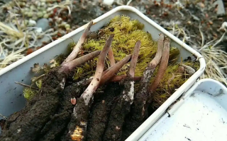 冬蟲(chóng)夏草鮮草季：邂逅高原至寶，開(kāi)啟健康滋養(yǎng)新體驗(yàn)